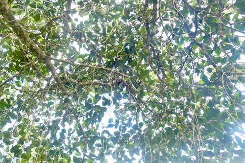 Clusia grandiflora, photograph 6