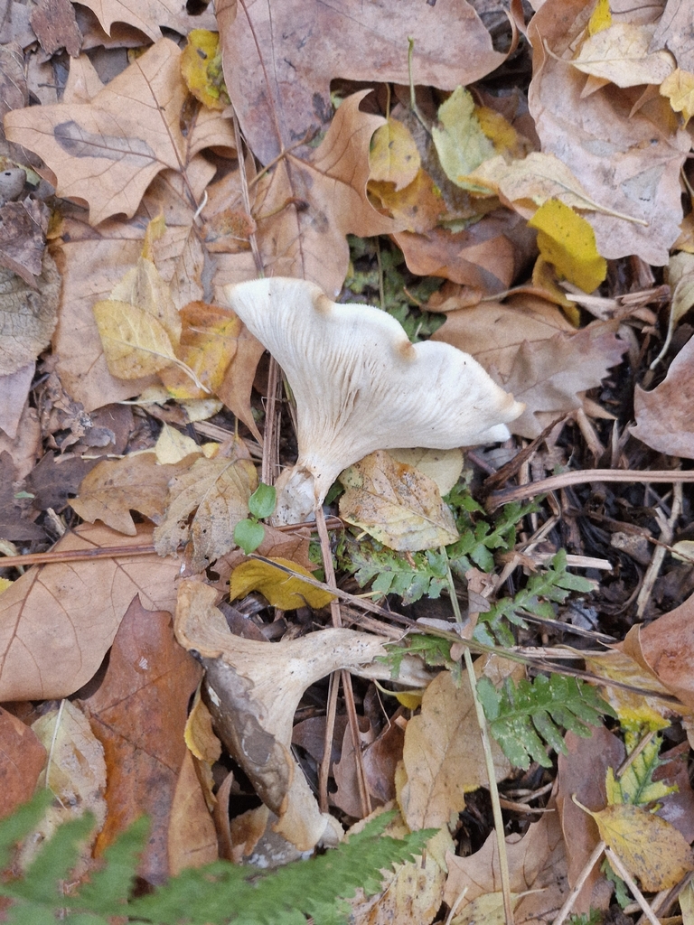 Clitocybe nebularis · December 2025 · photo: © cf125 (iNaturalist, cc-by)