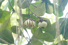 Clusia grandiflora, photograph author not stated, no rights reserved