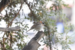 Zonotrichia capensis