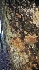 Fuscoporia ferruginosa