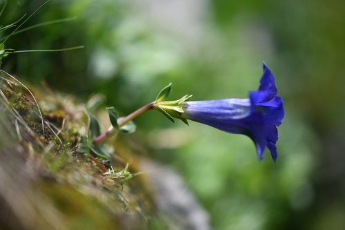 Pyrenean Trumpet Gentian (Gentiana occidentalis)