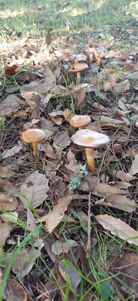 Cortinarius trivialis · November 2025 · photo: © pmgaspar (iNaturalist, cc-by)