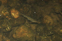 Opsariichthys evolans