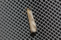 Euzophera cinerosella