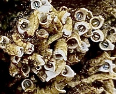 Galeolaria caespitosa