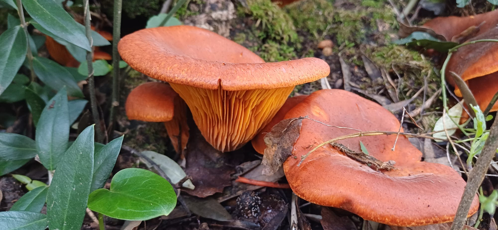 Omphalotus olearius · November 2025 · photo: © pmgaspar (iNaturalist, cc-by)