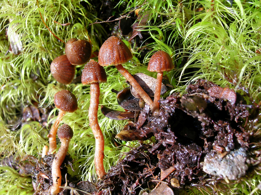 Cortinarius sp. 'blyth track'