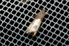 Notocelia cynosbatella