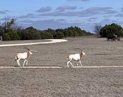 Oryx