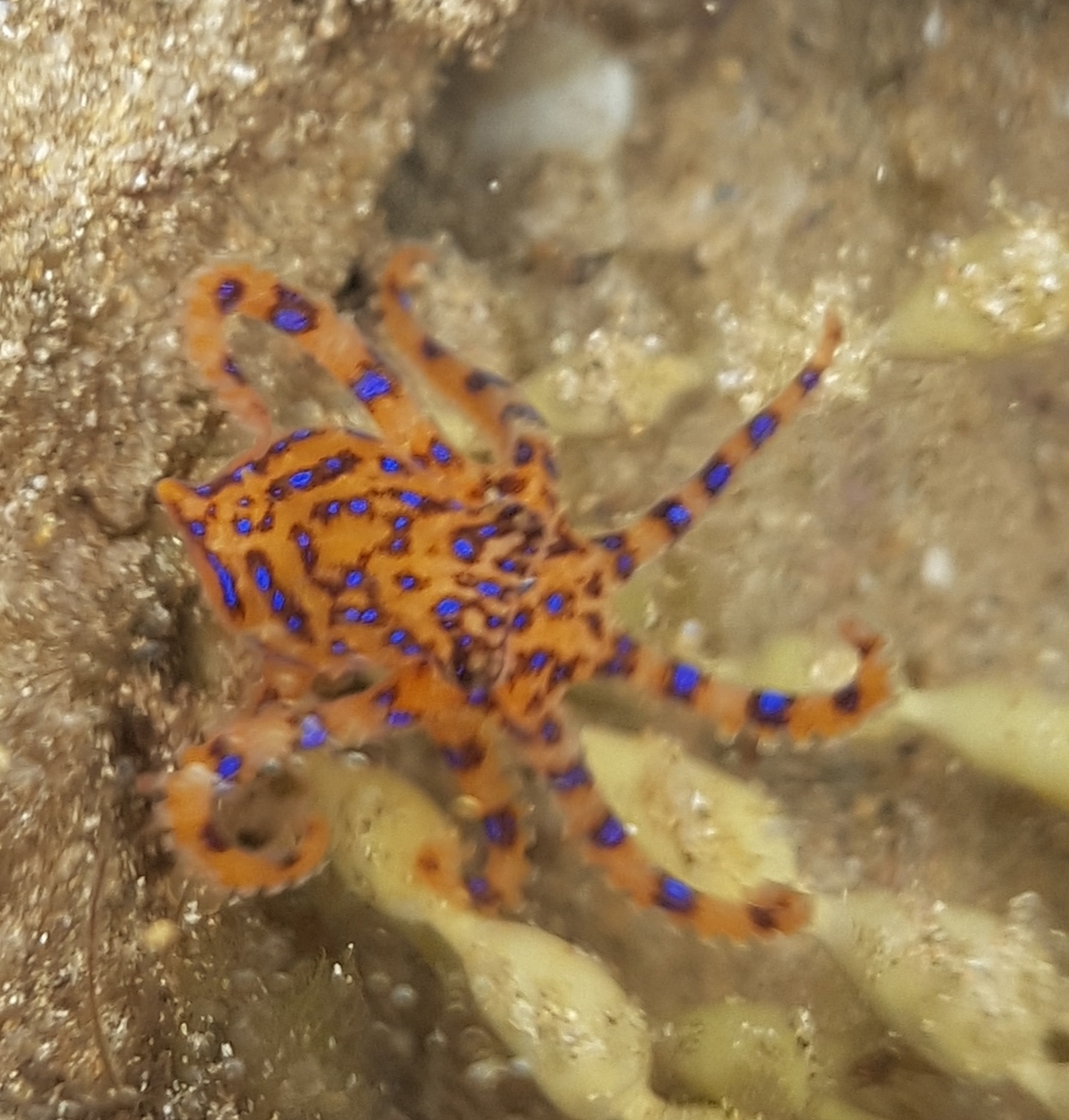 Southern blue-ringed octopus glowing orange with blue rings in a rock pool