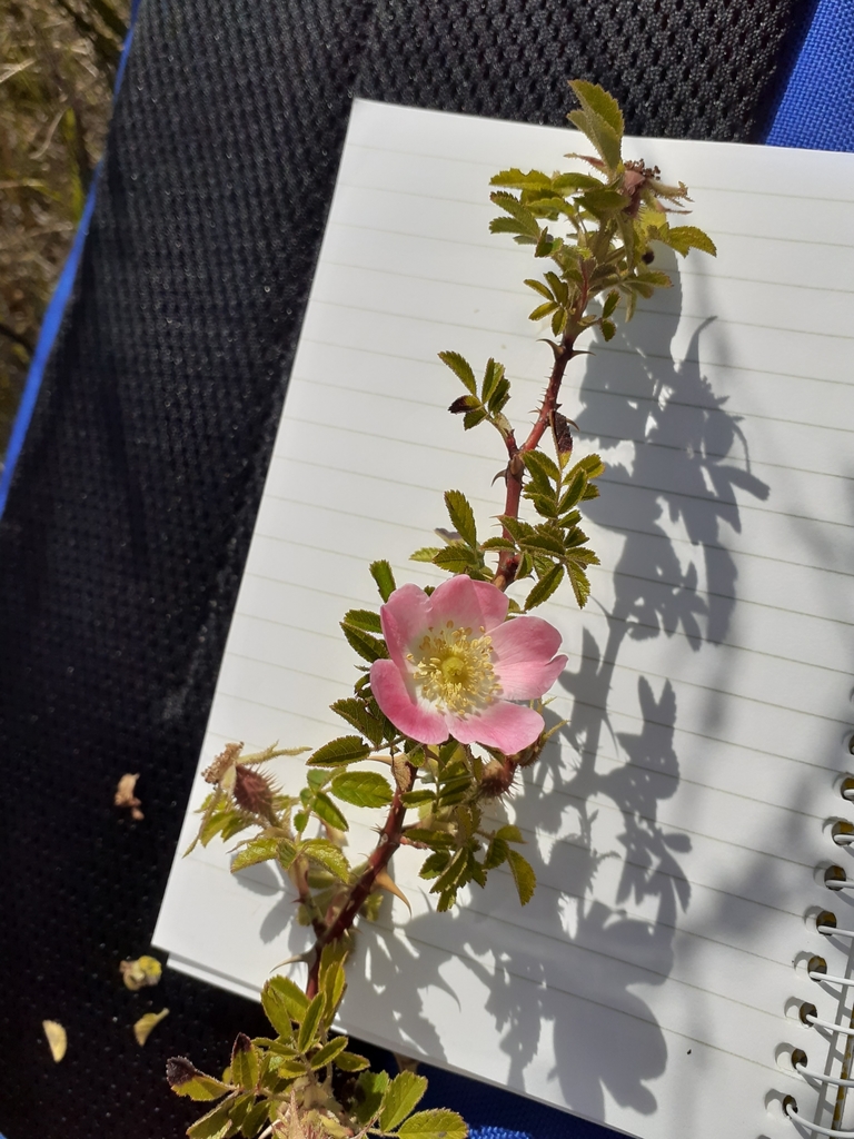 significado de la rosa canina