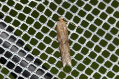 Euzophera cinerosella