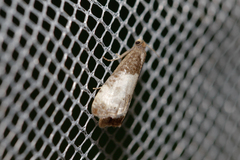 Notocelia cynosbatella