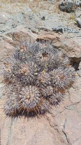 Copiapoa fiedleriana (Copiapoa fiedleriana)