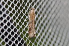 Euzophera cinerosella