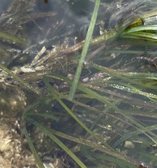 Zostera nigricaulis