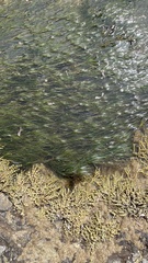 Zostera nigricaulis