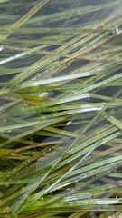Zostera nigricaulis