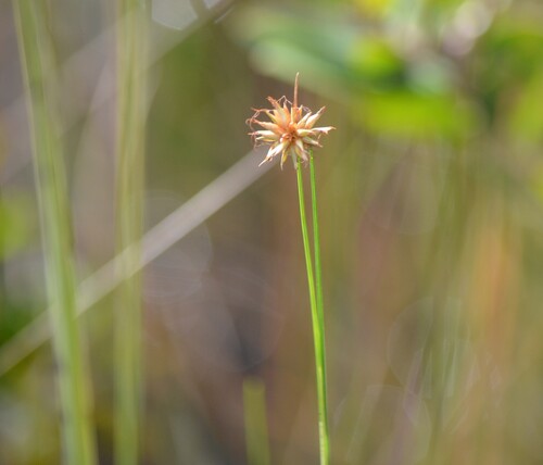 Tracy's Beaksedge (Rhynchospora tracyi)