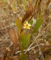 Goodenia varia