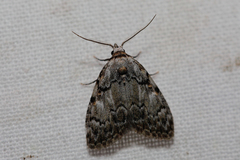 Meganola strigula