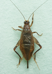 Itara minor