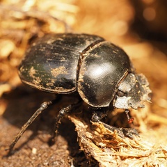 Scarabaeus typhon