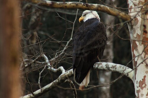 Bald Eagle photographed in Tennessee