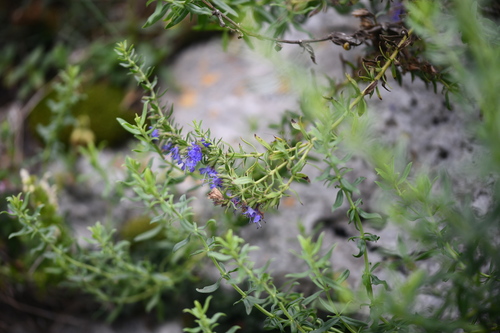 Hyssopus officinalis