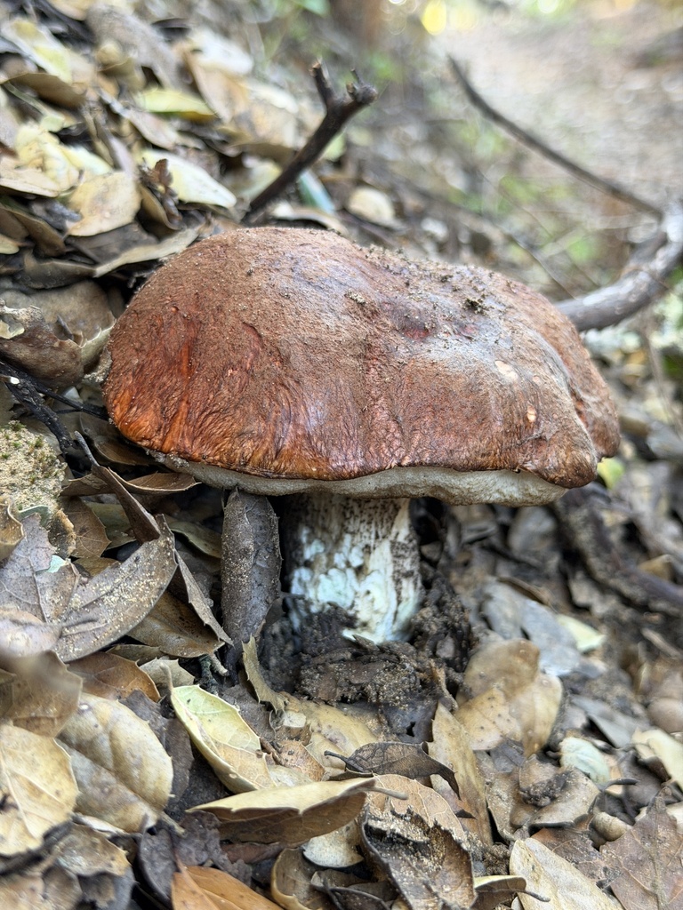 Leccinum manzanitae · December 2025 · photo: © aheyman1 (iNaturalist, cc0)
