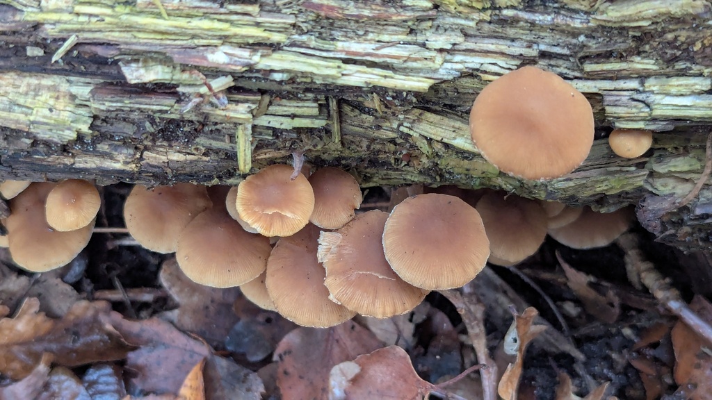 Psathyrella piluliformis · December 2025 · photo: © rudolphous (iNaturalist, cc-by)