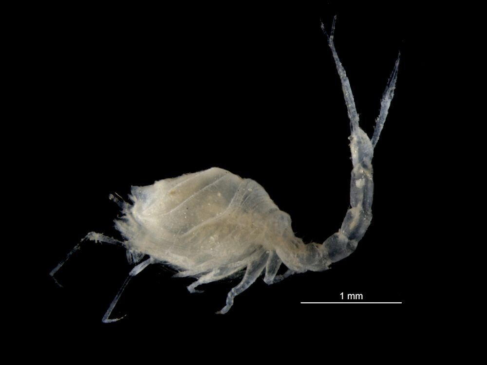 Diastyloides