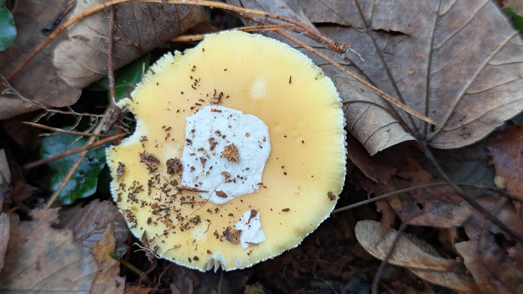 Amanita junquillea · December 2025 · photo: © rudolphous (iNaturalist, cc-by)