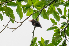 Galbalcyrhynchus leucotis