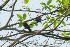 Galbalcyrhynchus leucotis