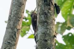 Dendrocolaptes picumnus