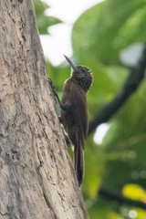 Dendrocolaptes picumnus