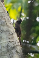 Dendrocolaptes picumnus