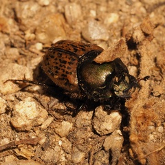 Onthophagus vacca