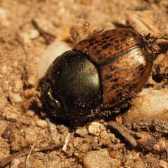 Onthophagus vacca