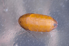 Hubneria affinis