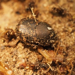 Onthophagus opacicollis
