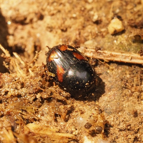 Caccobius schreberi · iNaturalist