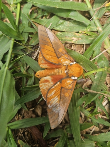 Schausiella arpi