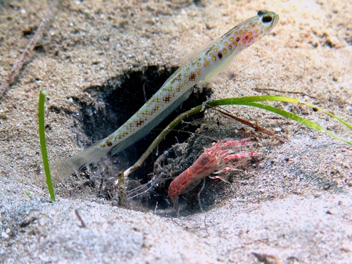 taxonomy_inaturalist image for Alpheus