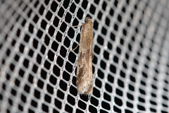 Euzophera cinerosella