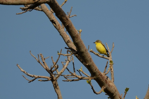 Pygmy Sunbird