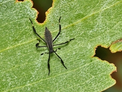 Amorbini
