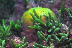 Caulerpa simpliciuscula